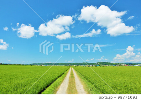 北海道　夏の青空と田んぼ風景 98771093