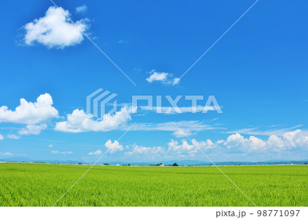 北海道　夏の青空と田んぼ風景 98771097