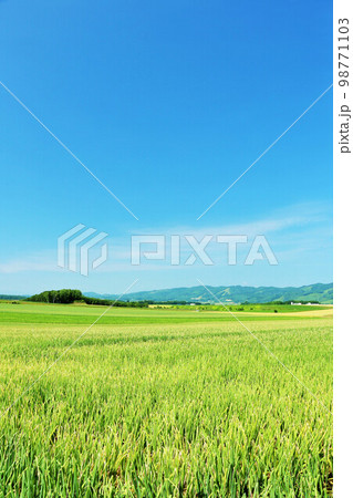 北海道　北見市　夏の青空と玉ねぎ畑 98771103