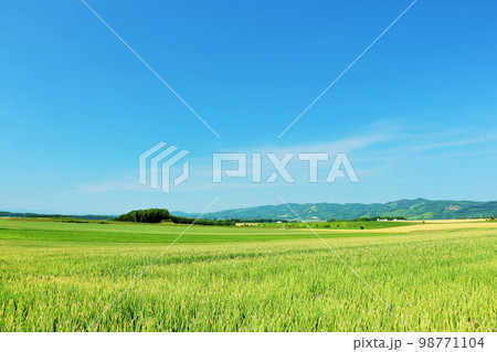 北海道　北見市　夏の青空と玉ねぎ畑 98771104