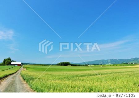 北海道 北見市 夏の青空と玉ねぎ畑 北海道 北見市 夏の青空と玉ねぎ畑 98771105