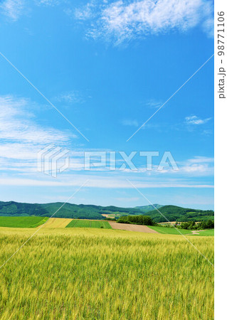 北海道 北見市 夏の青空と麦畑の風景 北海道 北見市 夏の青空と麦畑の風景 98771106