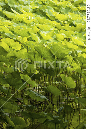 蓮池の蓮の若葉風景-2 98771189