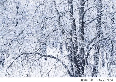 Background of tree branches covered with frost. Landscape of nature with fog and white snow. Winter holiday concept Background of tree branches covered with frost. Landscape of nature with fog and white snow. Winter holiday concept 98771478