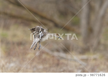 オナガガモの着水 98771626