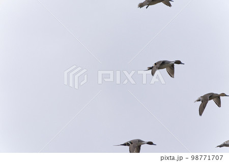 群れで飛ぶオナガガモ 98771707