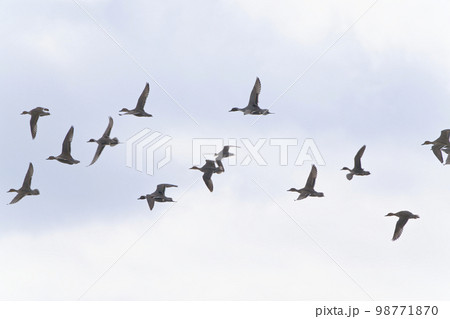 群れで飛ぶオナガガモ 群れで飛ぶオナガガモ 98771870