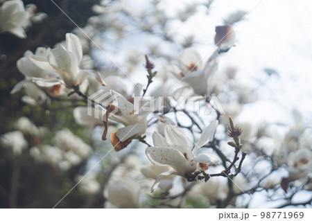 満開を過ぎて茶色く枯れ始めたハクモクレンの庭木の花 98771969
