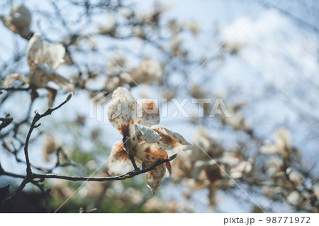 満開を過ぎて茶色く枯れ始めたハクモクレンの庭木の花 98771972