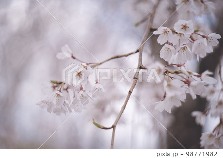 満開に咲いた身延のしだれ桜 福岡県うきはの観光名所 法華原華庭園 法華原の大しだれ桜 身延桜 98771982