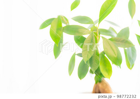 【インテリア】鉢植えされたガジュマル【植物素材】 【インテリア】鉢植えされたガジュマル【植物素材】 98772232