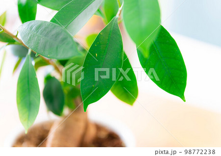 【インテリア】鉢植えされたガジュマル【植物素材】 【インテリア】鉢植えされたガジュマル【植物素材】 98772238