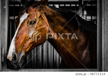 窓から顔を出す茶色い馬 98772314