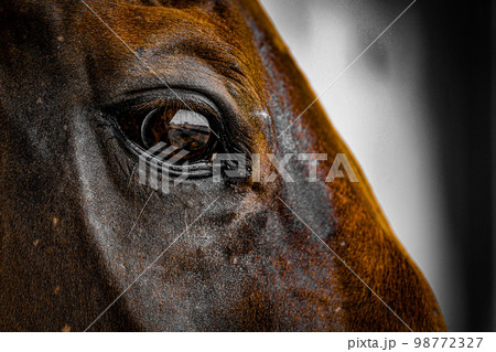 かっこいい茶色い馬 かっこいい茶色い馬 98772327