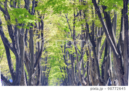 新緑の杜の都　仙台 98772645