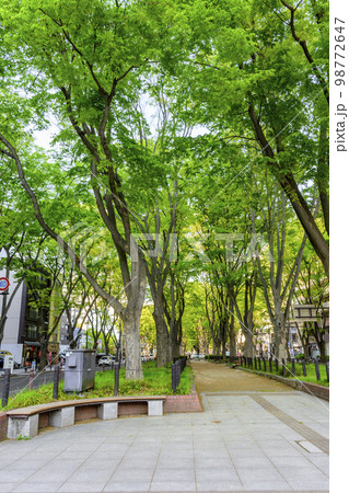 新緑の杜の都　仙台 98772647