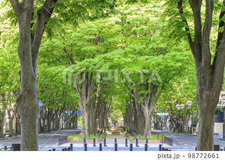 新緑の杜の都　仙台 98772661