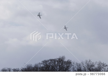 飛翔するハクチョウ 98773066