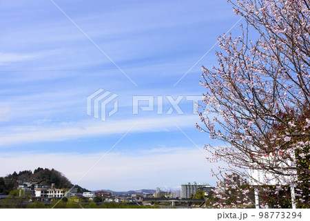 春 仙台市内 春 仙台市内 98773294