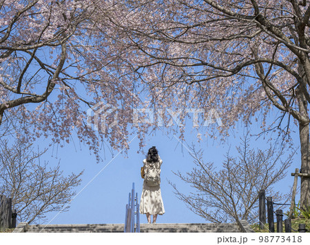 桜 桜 98773418