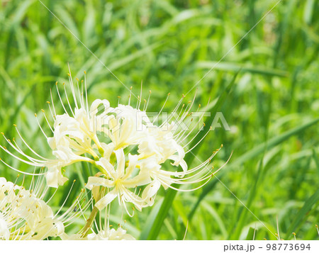 白い彼岸花　白花曼珠沙華 98773694