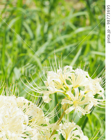 白い彼岸花　白花曼珠沙華 98773695