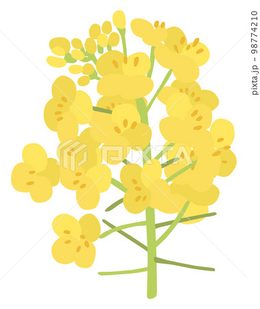 菜の花のベクターイラスト 98774210