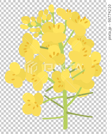 菜の花のベクターイラスト 98774210