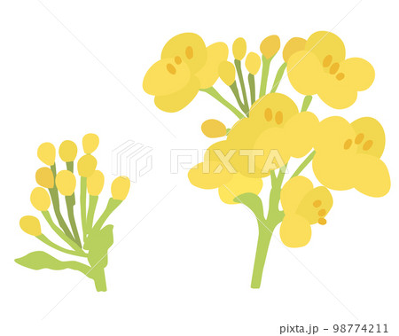 菜の花のベクターイラスト2 98774211