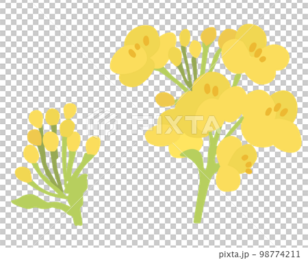 菜の花のベクターイラスト2 98774211