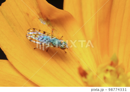 Image of Larvae Spotted-winged Fly (Neotephritis finalis) on a yellow flower on nature background. Insect. Animal. 98774331