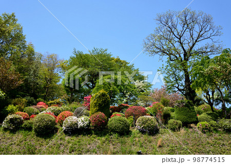 大桑原(おおかんばら)つつじ園へ行きました #1 大桑原(おおかんばら)つつじ園へ行きました #1 98774515