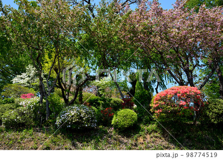 大桑原（おおかんばら）つつじ園へ行きました　＃4 98774519