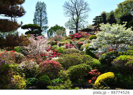 大桑原(おおかんばら)つつじ園へ行きました #10 大桑原(おおかんばら)つつじ園へ行きました #10 98774526