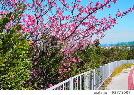 【沖縄】桜と青空の風景 【沖縄】桜と青空の風景 98775007