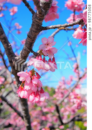 【沖縄】カンヒ桜 【沖縄】カンヒ桜 98775008