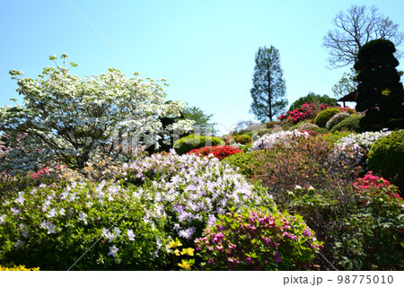 大桑原(おおかんばら)つつじ園へ行きました #11 大桑原(おおかんばら)つつじ園へ行きました #11 98775010
