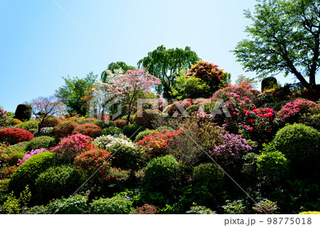 大桑原(おおかんばら)つつじ園へ行きました #19 大桑原(おおかんばら)つつじ園へ行きました #19 98775018