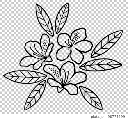 ツツジの花と葉っぱの線画のイラスト 98775699