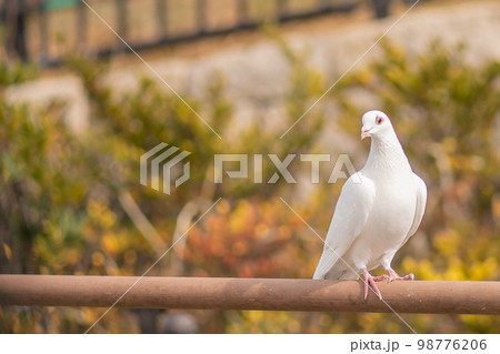 手すりで休憩する平和の象徴の白い鳩 手すりで休憩する平和の象徴の白い鳩 98776206