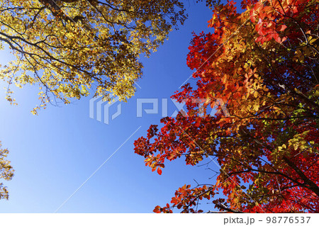 青空に映える紅葉の木々 98776537