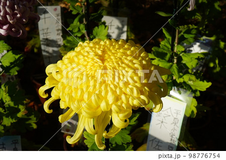 世界遺産中尊寺 菊まつり 世界遺産中尊寺 菊まつり 98776754