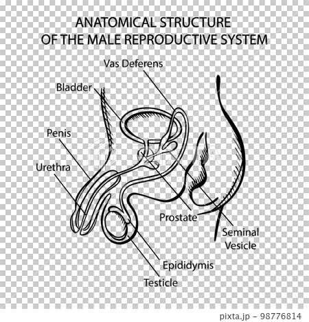 MALE REPRODUCTIVE SYSTEM MONOCHROME Scheme For Medical Education Human Body Structure Hand Drawn Sketch Anatomical Vector Illustration With Explanatory Text MALE REPRODUCTIVE SYSTEM MONOCHROME Scheme For Medical Education Human Body Structure Hand Drawn Sketch Anatomical Vector Illustration With Explanatory Text 98776814