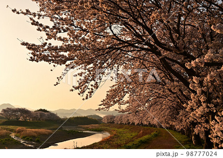 春の丹波篠山 98777024