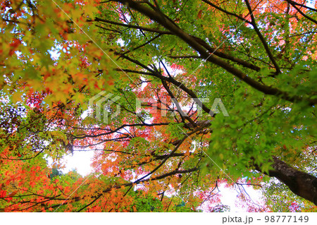 モミジの紅葉 98777149