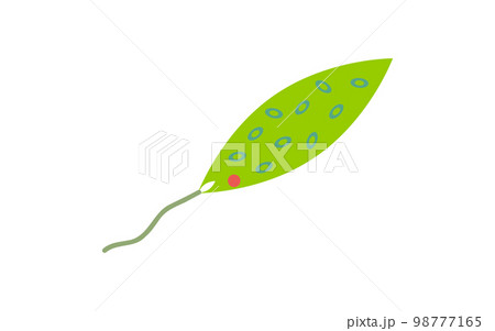 プランクトン・ミドリムシ 98777165