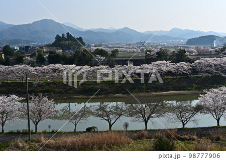 春の丹波篠山 98777906
