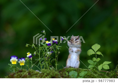 エゾシマリス 98777983