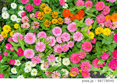 Zinnia elegans 98778040