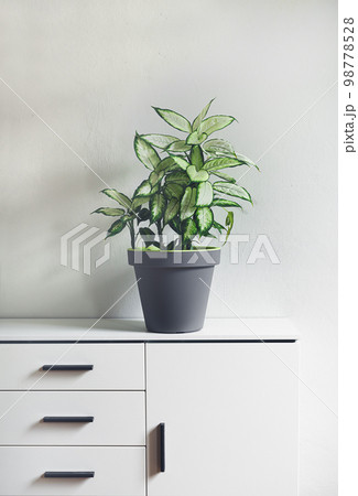 Dumb cane plant or Dieffenbachia in a gray flower pot on a white furniture in a room, minimalism and scandinavian style 98778528